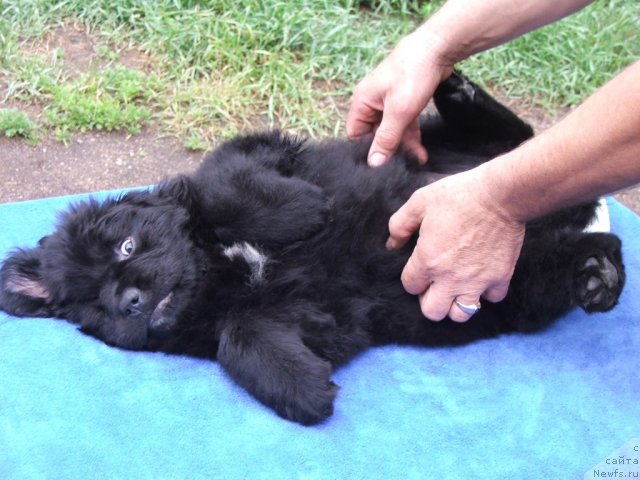 Фото: ньюфаундленд Plushevaya Panda Ustinja Savelevna (Плюшевая Панда Устинья Савельевна)