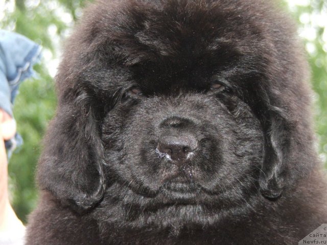 Фото: ньюфаундленд Plushevaya Panda Udivitelnaja Kejt (Плюшевая Панда Удивительная Кейт)