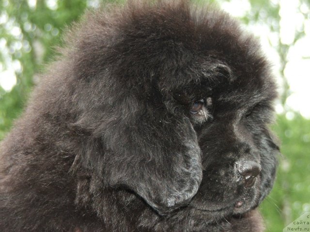 Фото: ньюфаундленд Plushevaya Panda Udivitelnaja Kejt (Плюшевая Панда Удивительная Кейт)