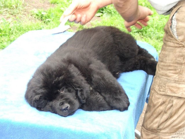 Фото: ньюфаундленд Plushevaya Panda Udivitelnaja Kejt (Плюшевая Панда Удивительная Кейт)