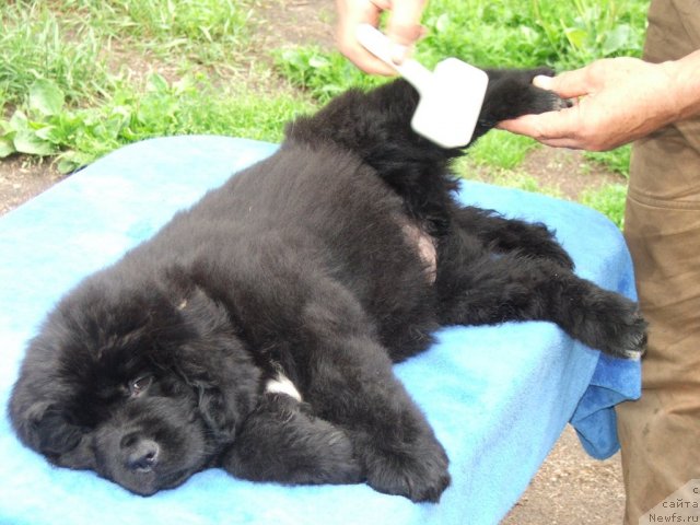 Фото: ньюфаундленд Plushevaya Panda Udivitelnaja Kejt (Плюшевая Панда Удивительная Кейт)