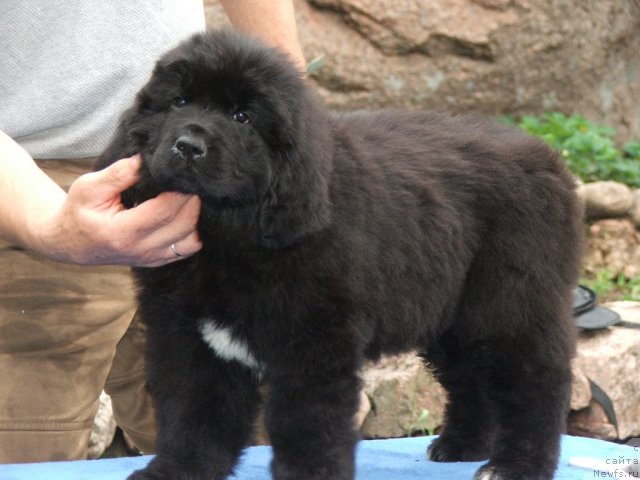 Фото: ньюфаундленд Plushevaya Panda Udivitelnaja Kejt (Плюшевая Панда Удивительная Кейт)