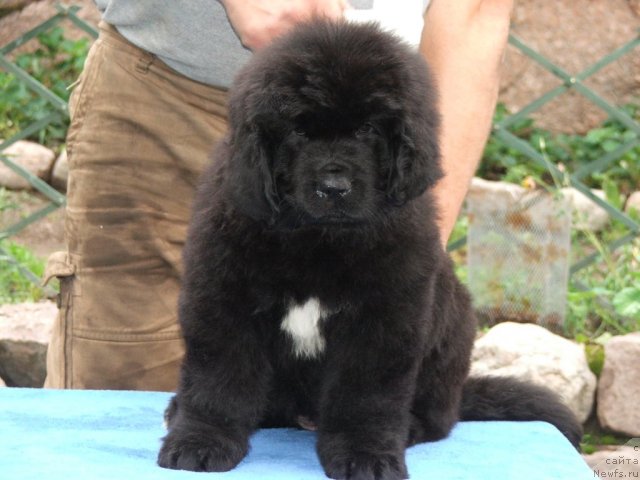 Фото: ньюфаундленд Plushevaya Panda Udivitelnaja Kejt (Плюшевая Панда Удивительная Кейт)