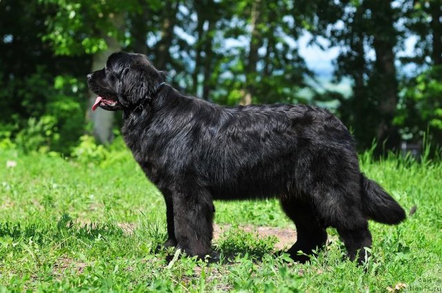 Фото: ньюфаундленд Akvatoriya Kelvin Oushen Drim (Акватория Келвин Оушен Дрим)