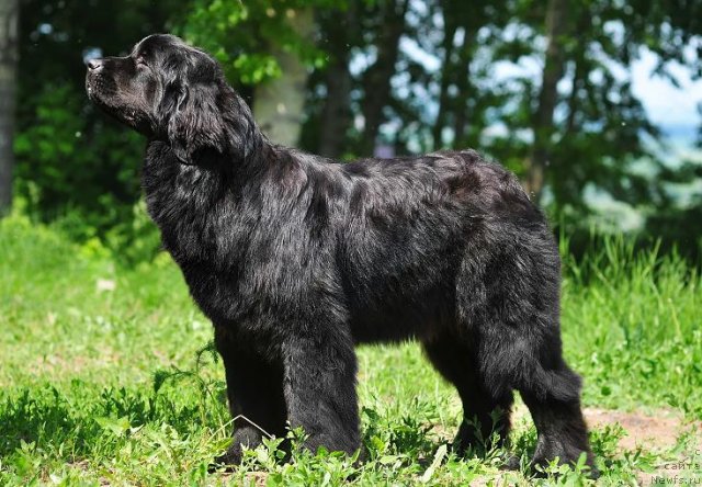 Фото: ньюфаундленд Akvatoriya Kelvin Oushen Drim (Акватория Келвин Оушен Дрим)