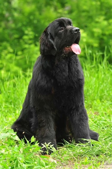 Фото: ньюфаундленд Akvatoriya Kelvin Oushen Drim (Акватория Келвин Оушен Дрим)