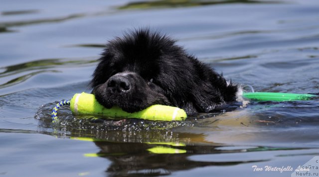 Фото: ньюфаундленд Vallis Madea Duende
