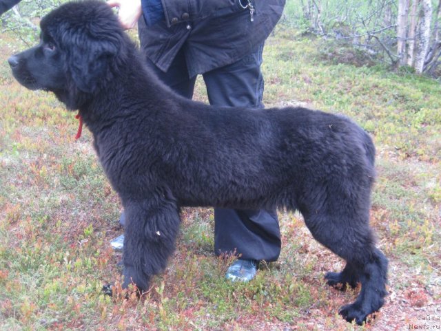 Фото: ньюфаундленд Uyutnaya Dolina Black Diamond Velinda (Уютная Долина Блэк Даймонд Велинда)