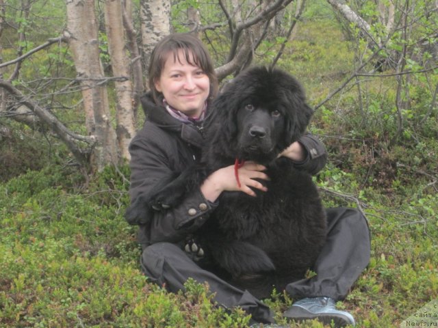 Фото: ньюфаундленд Uyutnaya Dolina Black Diamond Velinda (Уютная Долина Блэк Даймонд Велинда)