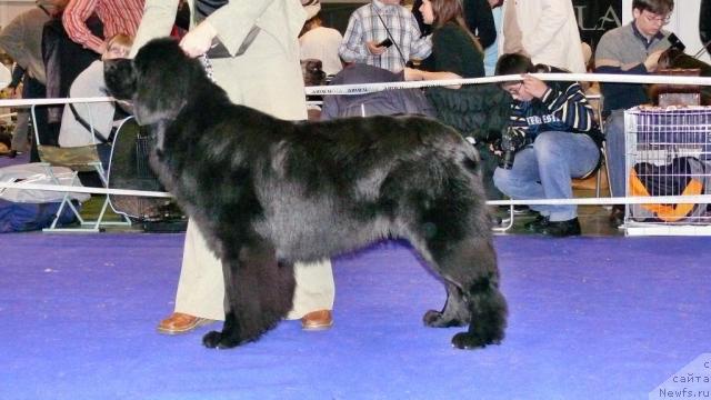 Фото: ньюфаундленд Toptyijka Nyeydjil ot Nadin (Топтыжка Нэйджил от Надин)