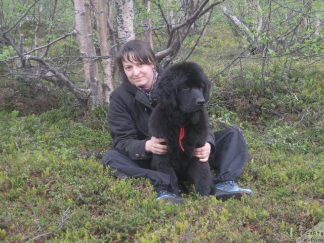 Фото: ньюфаундленд Uyutnaya Dolina Black Diamond Velinda (Уютная Долина Блэк Даймонд Велинда), Ekaterina Dmitrieva (Екатерина Дмитриева)