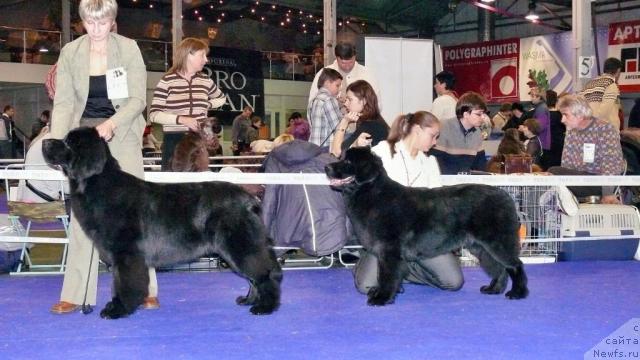 Фото: ньюфаундленд Toptyijka Nyeydjil ot Nadin (Топтыжка Нэйджил от Надин)