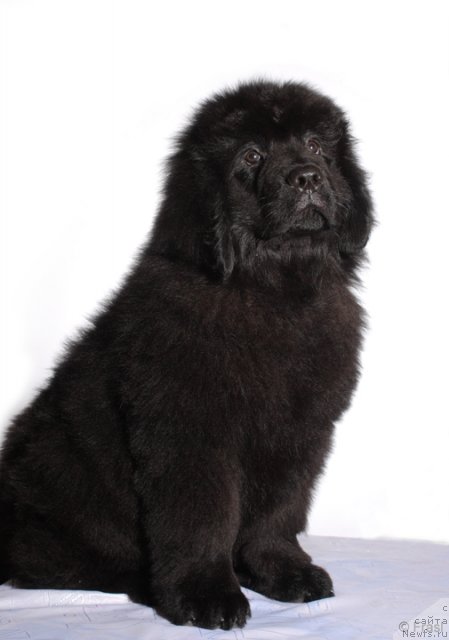 Фото: ньюфаундленд Zvezdnyiy Angel (Звездный Ангел)
