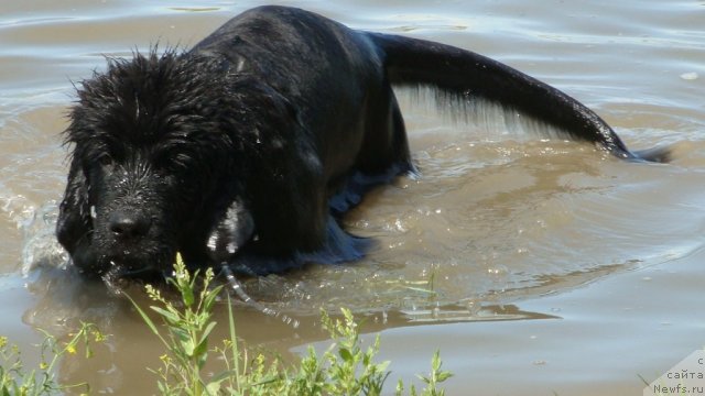 Фото: ньюфаундленд Super Premium Zvezdochet (Супер Премиум Звездочет)