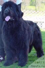 Фото: ньюфаундленд Apachee M.L. Bigfootvalley