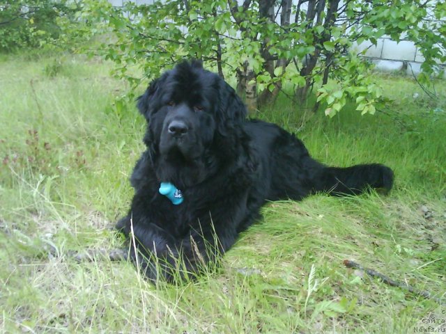 Фото: ньюфаундленд Gloriya Grand Blek (Глория Гранд Блек)