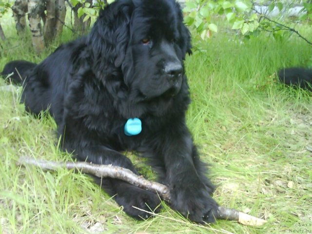 Фото: ньюфаундленд Gloriya Grand Blek (Глория Гранд Блек)