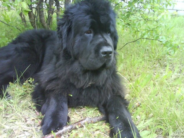 Фотография № 70005