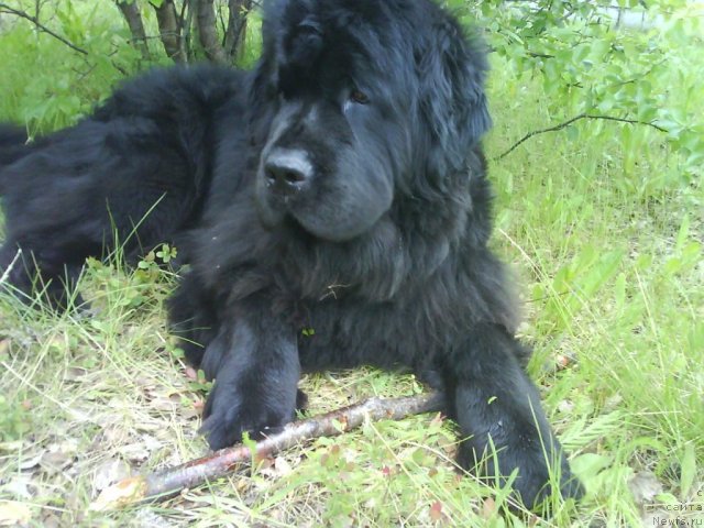 Фотография № 70008