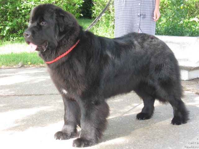 Фото: ньюфаундленд Мэджестик Гудсоул Найси Фою