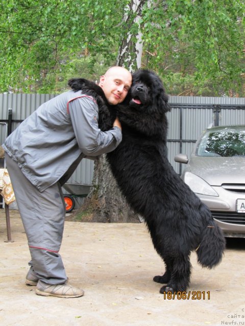 Фото: Aleksey Nistratov (Алексей Нистратов), ньюфаундленд Ih Vyisochestvo Vladlena Madjiks (Их Высочество Владлена Маджикс)