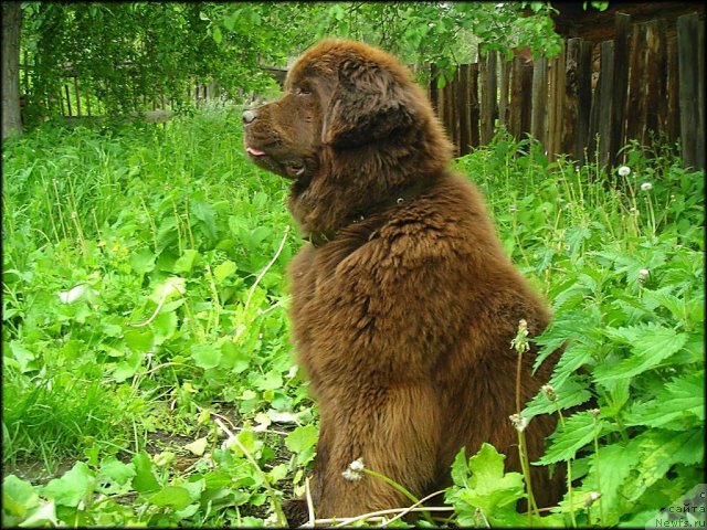 Фото: ньюфаундленд CHernyiy SHarm Abrikosovaya Karamel' (Черный Шарм Абрикосовая Карамель)