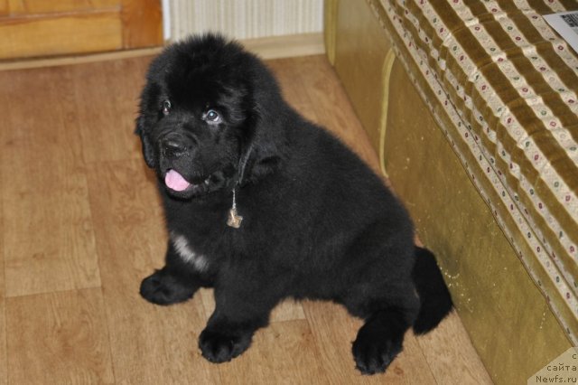 Фото: ньюфаундленд Beguschaya po Volnam Zurbagan (Бегущая по Волнам Зурбаган)