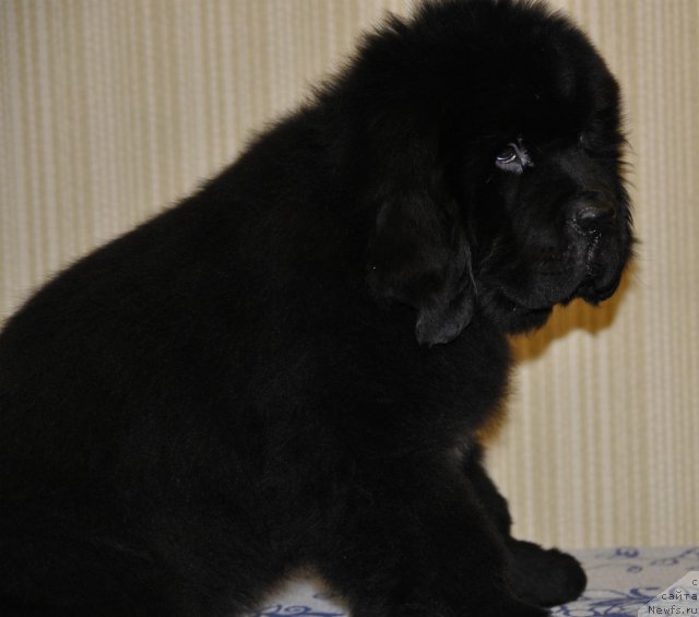 Фото: ньюфаундленд Beguschaya po Volnam Zurbagan (Бегущая по Волнам Зурбаган)