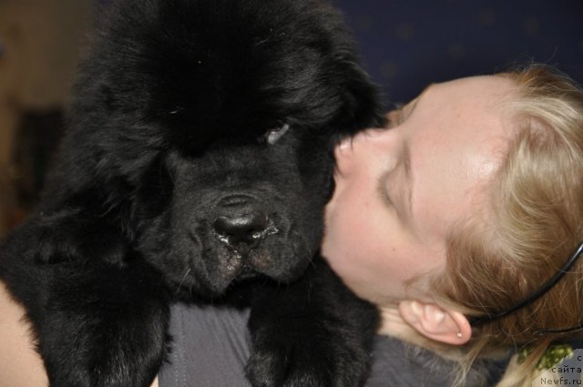 Фото: ньюфаундленд Beguschaya po Volnam Zurbagan (Бегущая по Волнам Зурбаган), Anastasiya Ryiseva (Анастасия Рысева)