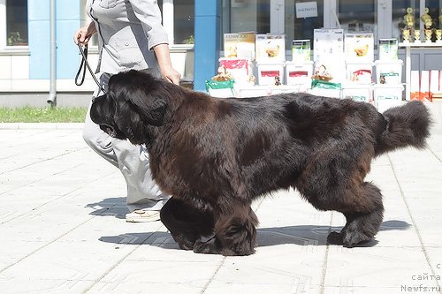 Фотография № 70083