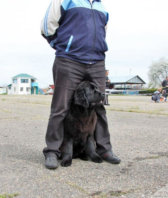 Фото: ньюфаундленд Violett Gryeys Of YEndjel (Виолетт Грэйс Оф Энджел)