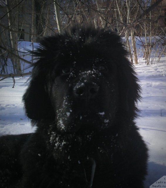 Фото: Черный Шарм Бетмен