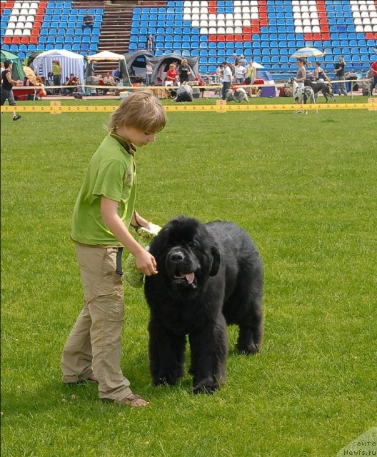 Фото: ньюфаундленд Kloofbears My Dream for Sent Djons