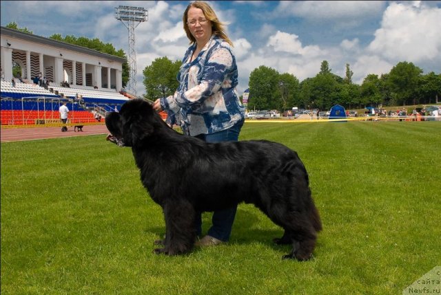 Фото: ньюфаундленд Kloofbears My Dream for Sent Djons