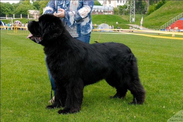 Фото: ньюфаундленд Kloofbears My Dream for Sent Djons