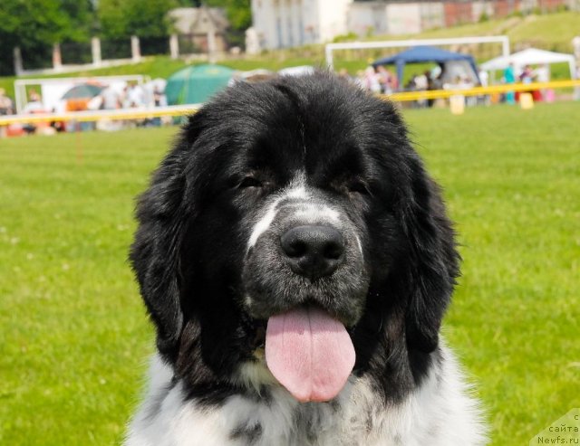 Фото: ньюфаундленд Sent Djons Faberge Collection (Сент Джонс Фаберже Коллекшен)