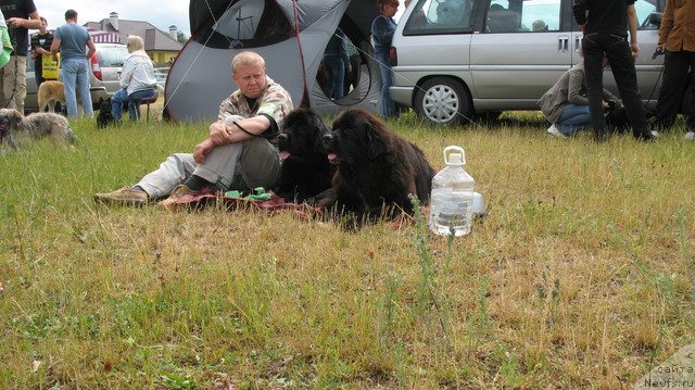 Фото: ньюфаундленд Just One Kiss Midnight Bear, ньюфаундленд Call me Sweetheart Midnight Bear
