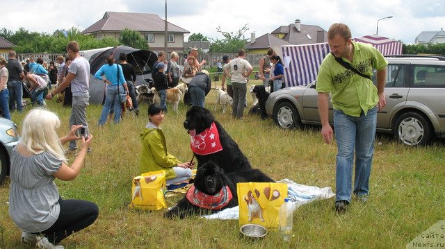 Фото: ньюфаундленд Ochen' Vajnaya Persona (Очень Важная Персона), ньюфаундленд Varvara Vialiki Miadzvedz (Варвара Вялiкi Мядзведзь)