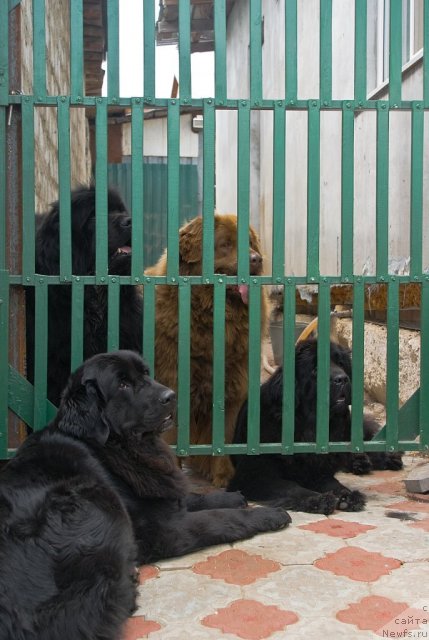 Фото: ньюфаундленд Lesnaya Skazka Izol'da (Лесная Сказка Изольда), ньюфаундленд Ygan s Toyanova Gorodka (Юган с Тоянова Городка), ньюфаундленд Izumrudnaya Laguna Argona (Изумрудная Лагуна Аргона), ньюфаундленд YUnona (Юнона)