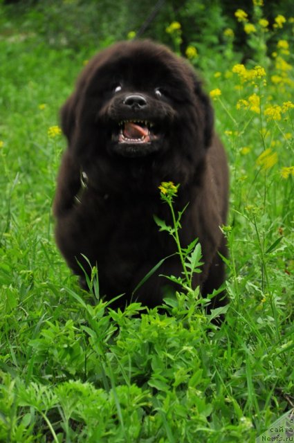 Фото: ньюфаундленд Skazochnaya Kroha Nerian (Сказочная Кроха Нериан)