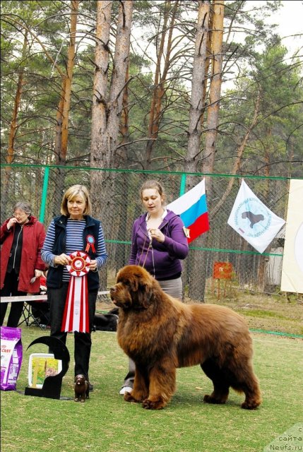 Фото: ньюфаундленд Komandor iz Medvej'ego YAra (Командор из Медвежьего Яра)