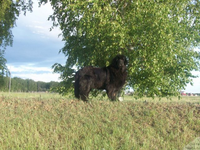 Фото: ньюфаундленд Yarada iz Sibirskoy Glubinki (Ярада из Сибирской Глубинки)