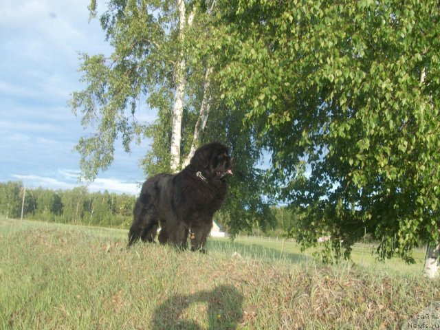 Фото: ньюфаундленд Yarada iz Sibirskoy Glubinki (Ярада из Сибирской Глубинки)