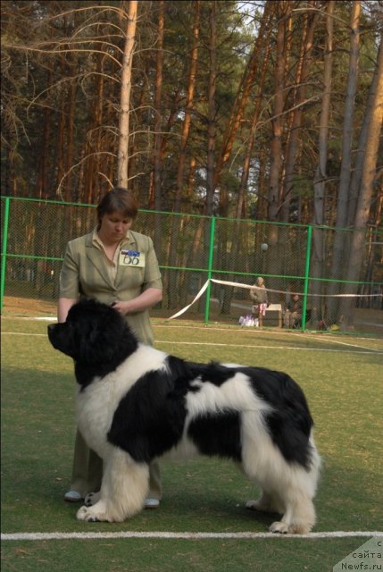 Фото: ньюфаундленд Super Premium Zhodo Ferolli (Супер Премиум Жодо Феролли)