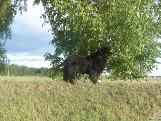 Фото: ньюфаундленд Yarada iz Sibirskoy Glubinki (Ярада из Сибирской Глубинки)