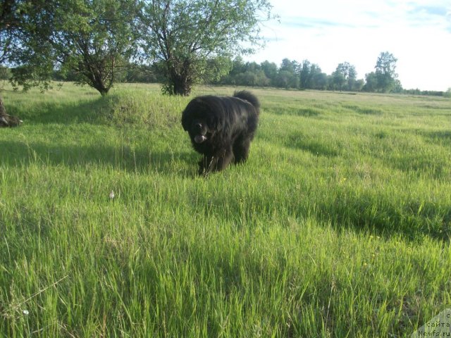 Фото: ньюфаундленд Karat iz Medvejyego Yara (Карат из Медвежьего Яра)