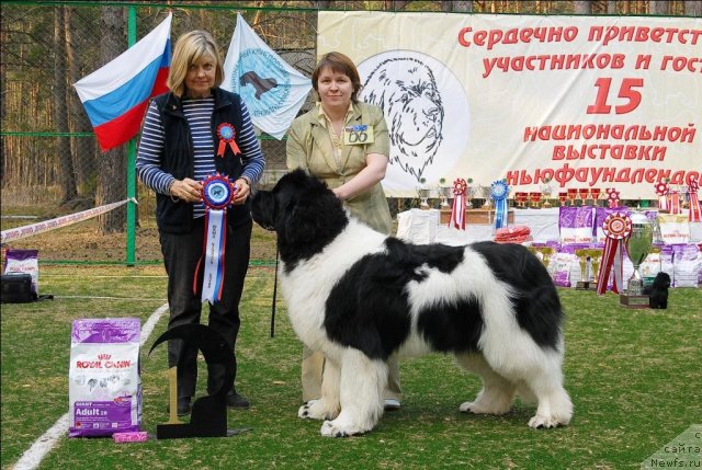 Фото: ньюфаундленд Super Premium Zhodo Ferolli (Супер Премиум Жодо Феролли)