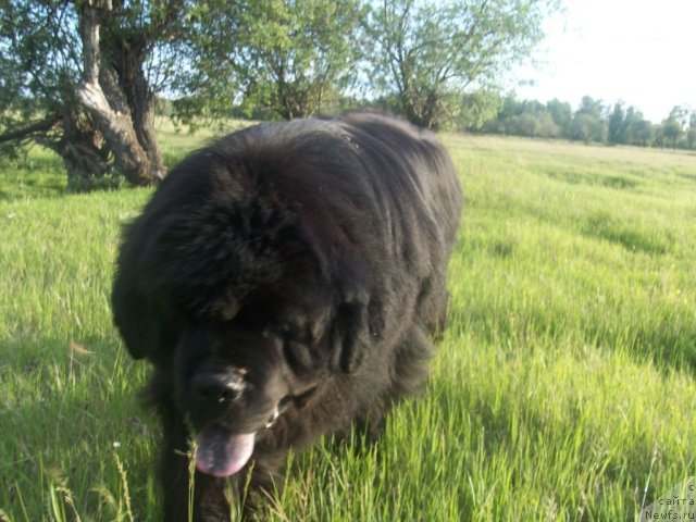 Фото: ньюфаундленд Karat iz Medvejyego Yara (Карат из Медвежьего Яра)