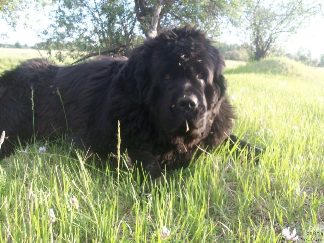 Фото: ньюфаундленд Yarada iz Sibirskoy Glubinki (Ярада из Сибирской Глубинки)