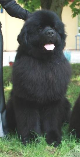 Фото: ньюфаундленд Jguchiy Bryunet s Berega Dona (Жгучий Брюнет с Берега Дона)